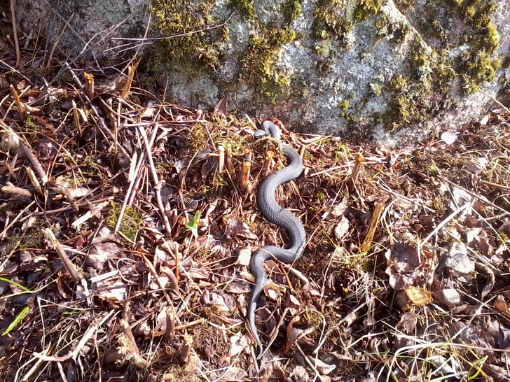 Första Huggorm 28/4. Foto: ian archibald.