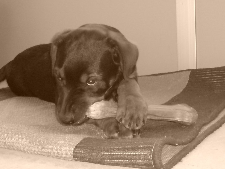 Killerdog ;). Foto: Sandra. Åkare: Wilma.