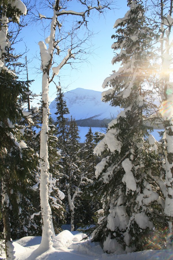 Det är något alldeles speciellt med skogsåkning. Foto: Jonas Emilsson.