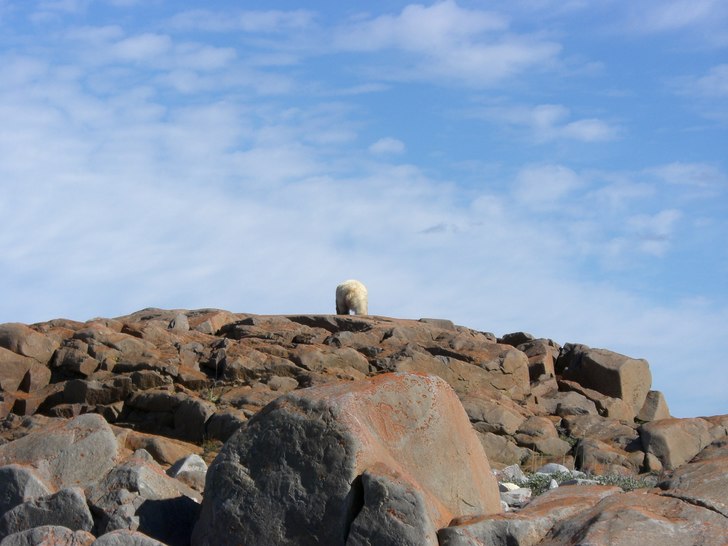 Skibum, Beachbum, Polarbearbum.... Foto: Katrin Baumgartner.