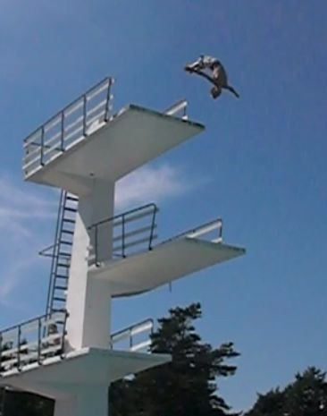 min första back flip från 10'an på bild. Foto: victor. Åkare: gustav tingelöf.