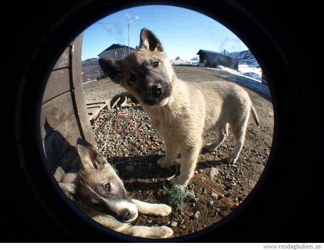Nyfikna Greenland Huskies!. Foto: Fred. Åkare: Kids.