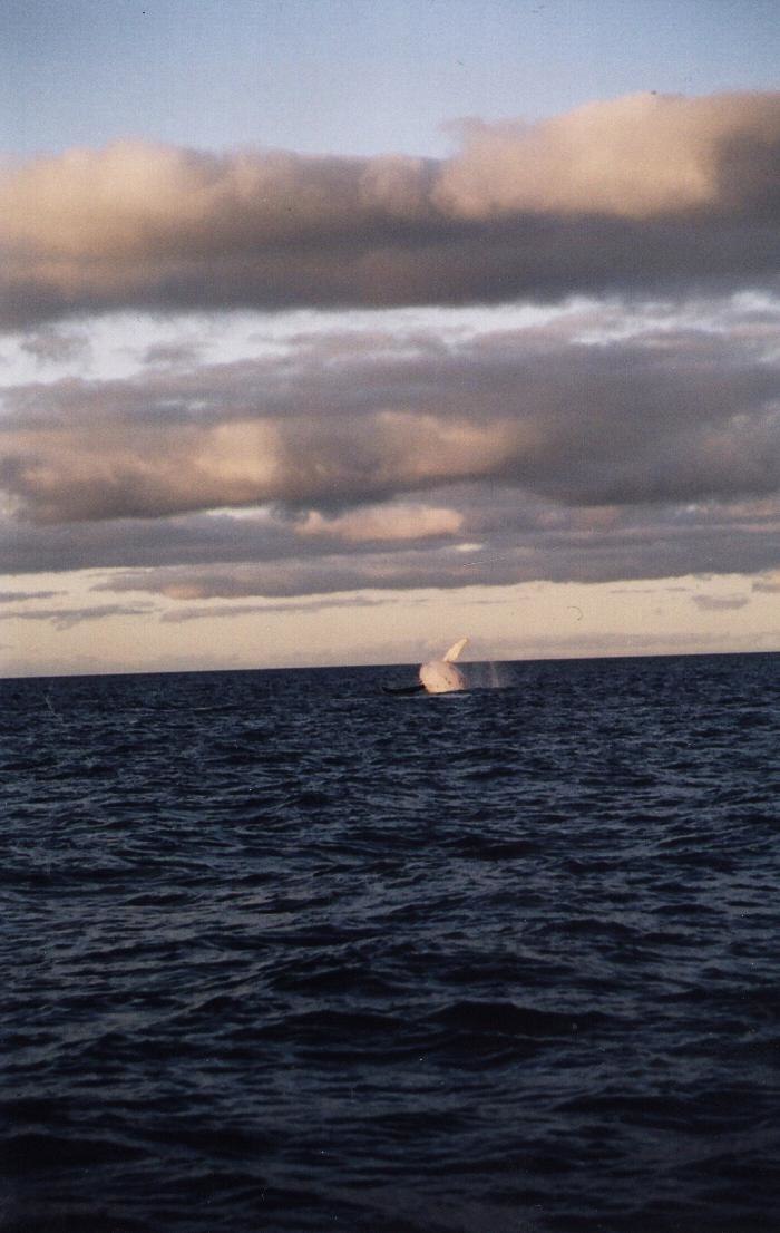 Val med spring i benen. Foto: Ulf Brissman. Åkare: Val.