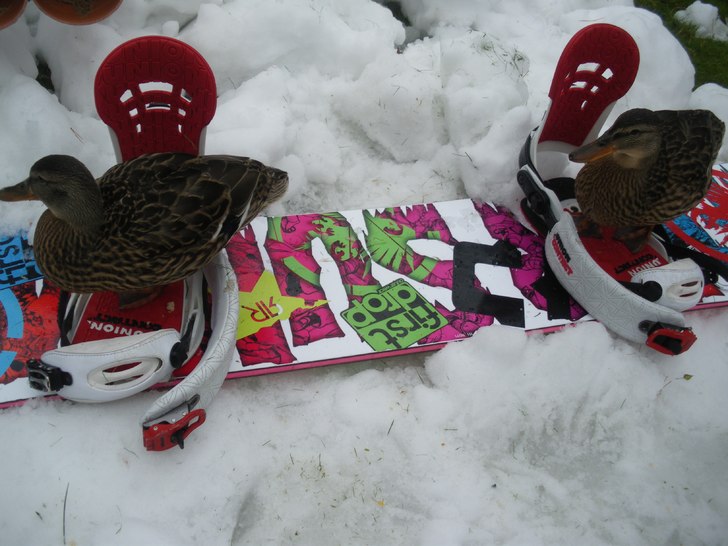 Foto: Freddan. Åkare: Knatte och fnatte.