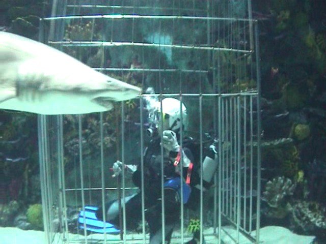 Foto: Nån annan dykare. Åkare: Arvid Holmgren.