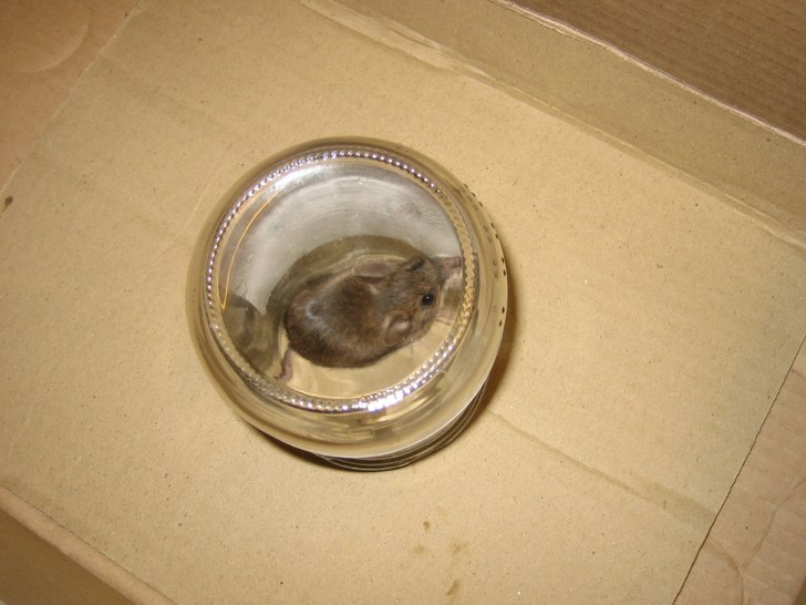 ett husdjur i skåpet.... Foto: ?. Åkare: en mus.