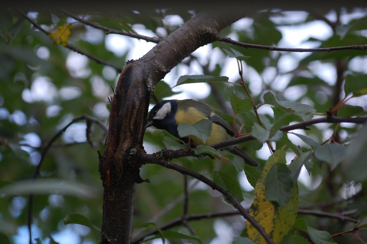 Foto: Dennis Lithander. Åkare: Birdie.