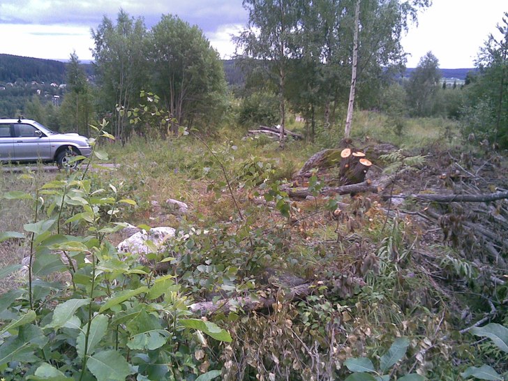 En ny liten avstickare i parken, kan bli en liten . Foto: hans sundberg.