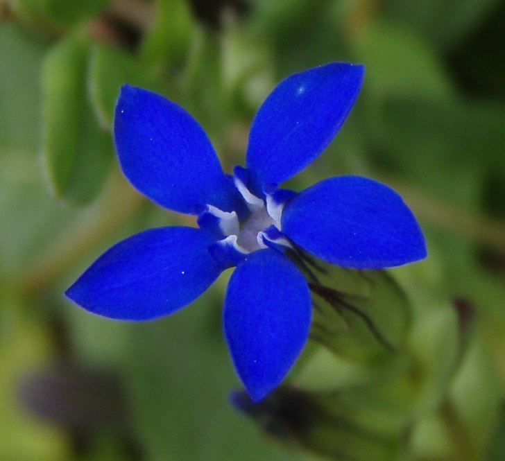 Fjällgentiana. Foto: Cajsa Nilsson.