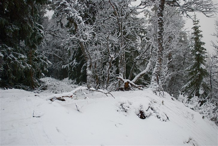 Sjukt för att vara i mitten av november!. Foto: Jim Andersson.