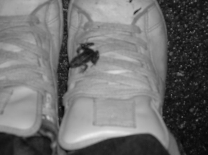 en pytteliten groda . Foto: Jag.