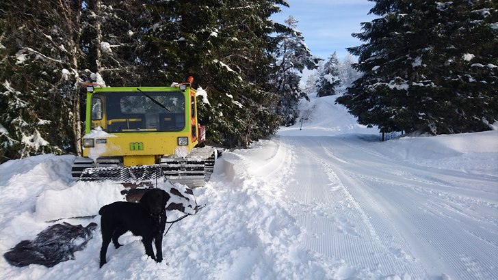 Gamlo måtte trå til i dag
Måtte trå til med ga.