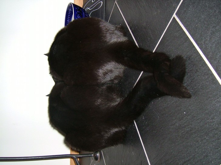 Søtnoser som leier haler.... Foto: Simon Müller. Åkare: Snipp og Snapp.