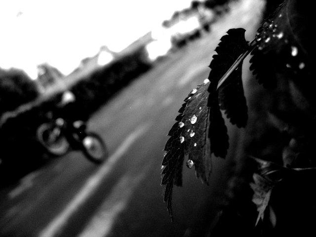 .......... Foto: Wheelieboy. Åkare: alle.