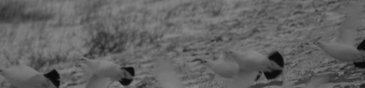 Foto: Fredrik Gustafsson. Åkare: Ripa.