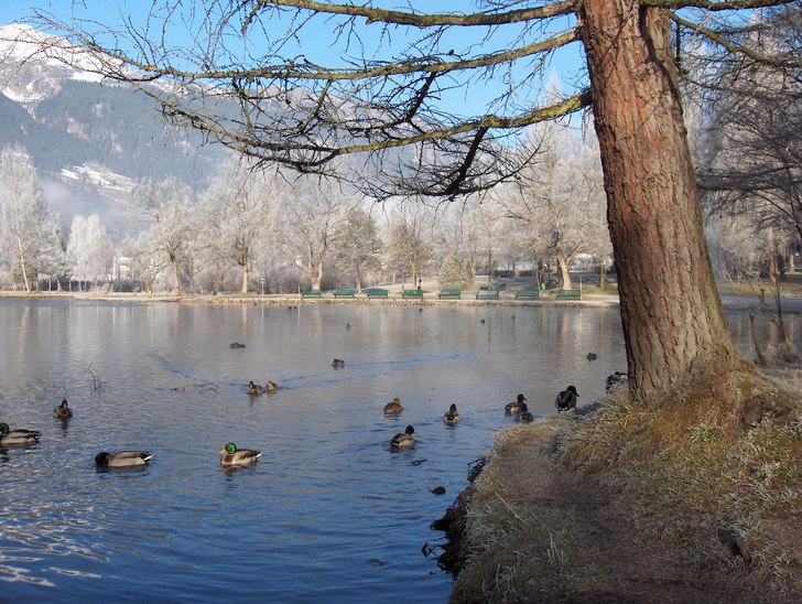 Ankdamm i Gasteinerdalen. Foto: Patric Peippo.