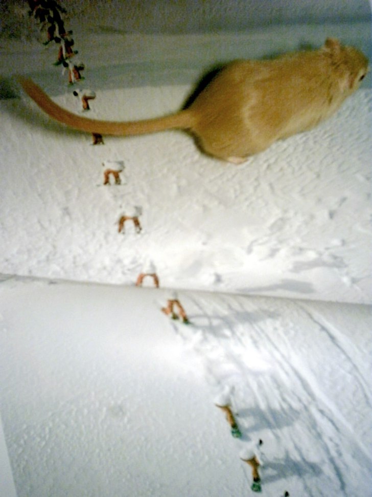 Ännu en oseriös bild från mig...

Ökenråtta. Foto: Dennis Asplund. Åkare: Tha rat!.