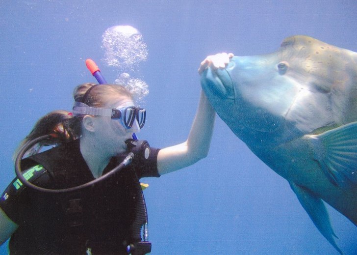 en lite humpheadfisk ute på the Great Barrier Ree. Foto: okänd dykare. Åkare: cilla kjellberg.