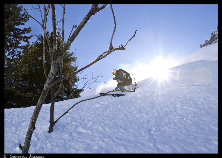 Hängandes i grenarna gjorde jag allt för att hin. Foto: Christian Åkesson. Åkare: Martin Holm.