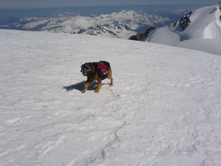 Wow. Foto: Gustav Eriksson. Åkare: En Hund.