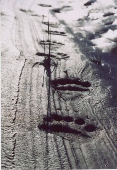 Björnspår i Rapadalens sandbankar.. Foto: johan johansson. Åkare: björn.