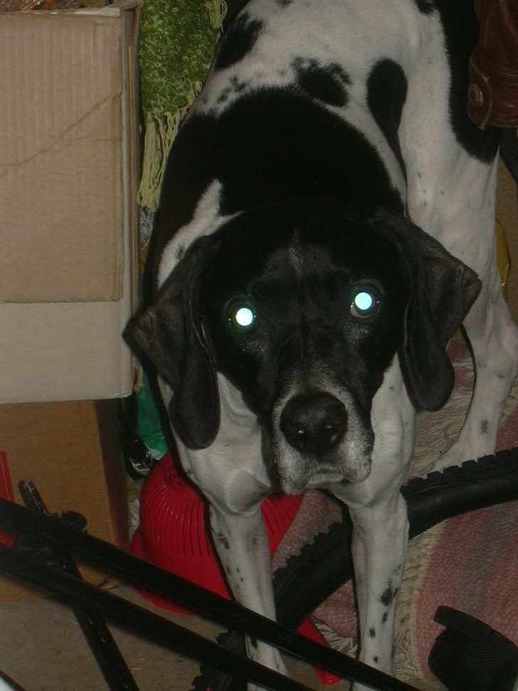 Vampyrhund. Numera utdöd.. Foto: Magnus Gustafsson. Åkare: Grim.