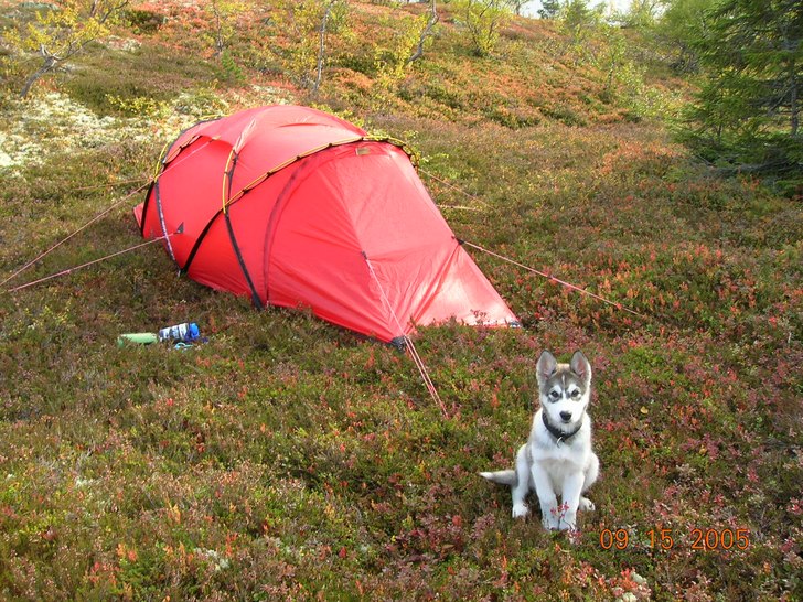 Nijáks första tältnatt när han bara var 3 mån. Foto: Mikael Heljelid. Åkare: Niják.