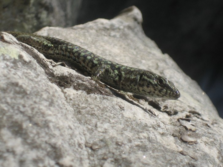 En häftig och troligtvis farlig ödla, som jag va. Foto: Martin Ivarsson. Åkare: Ödlan.