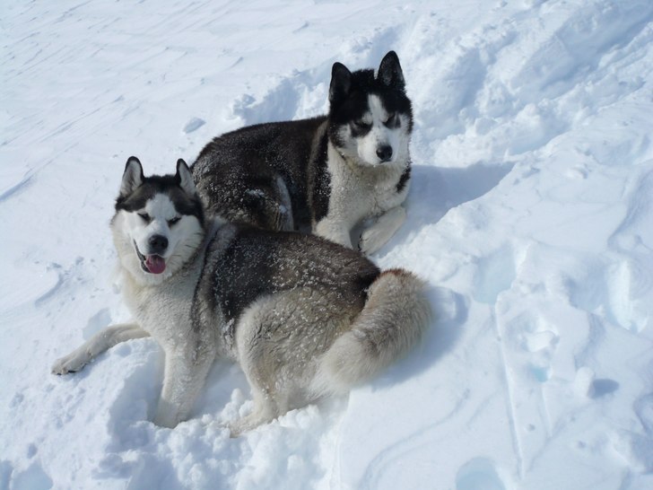 Foto: Göran. Åkare: Aslan&Manu.