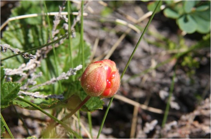 Foto: Ronald Maagdenberg.