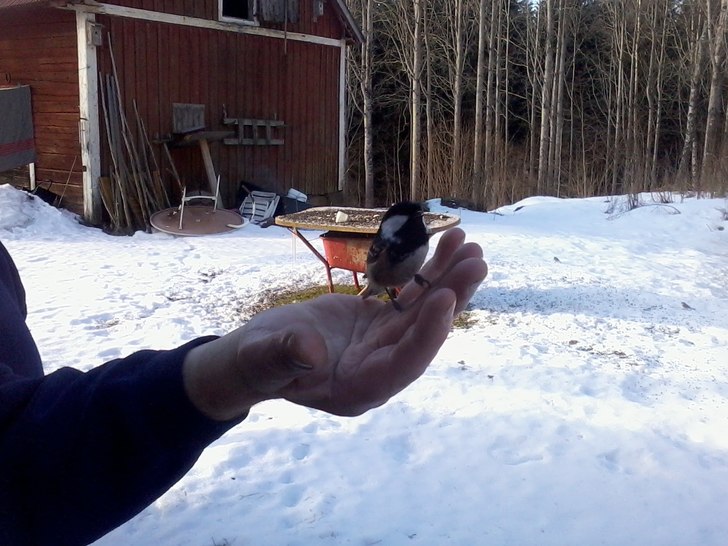 Talltita efter krock med fönster. Foto: ian archibald.