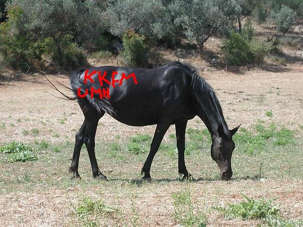 en fullsto jag brännmärkte. Foto: admin. Åkare: fridolf.