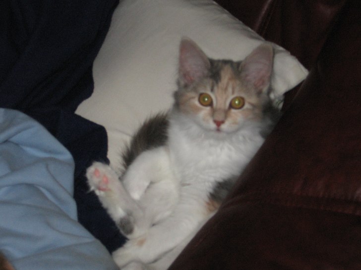 Katten slappar. Foto: Jag. Åkare: Katten Sindy.