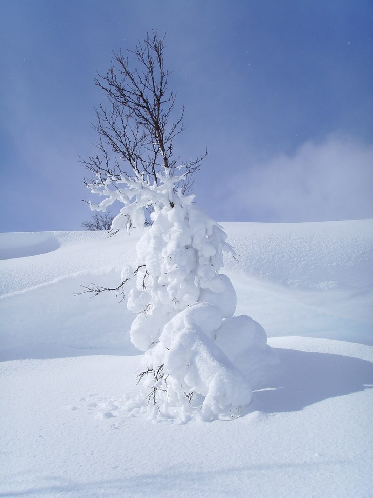 Foto: Amanda Forsman.