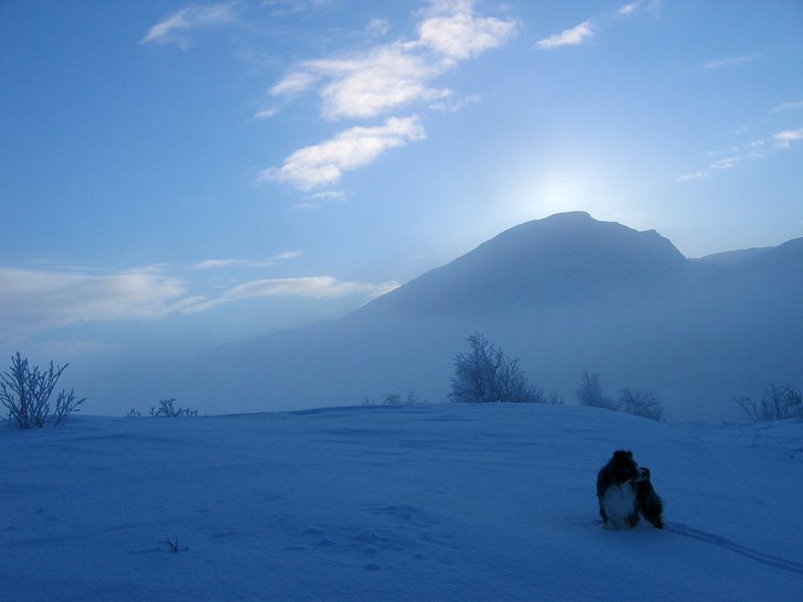 Nesta ute på morgonpromenad. Foto: Erik Rosenfors. Åkare: Nesta Starbuck.