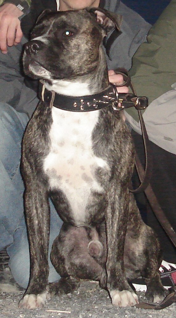 Den cleanaste doggen ever!. Foto: Pakke. Åkare: Chino.