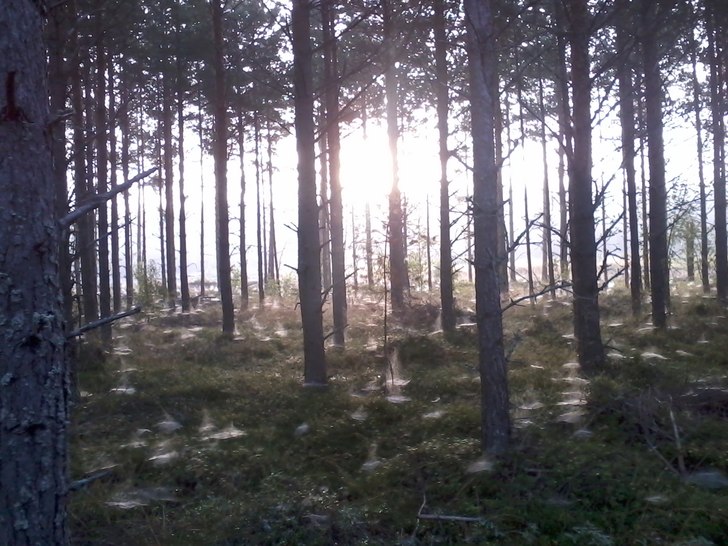 Foto: ian Archibald.