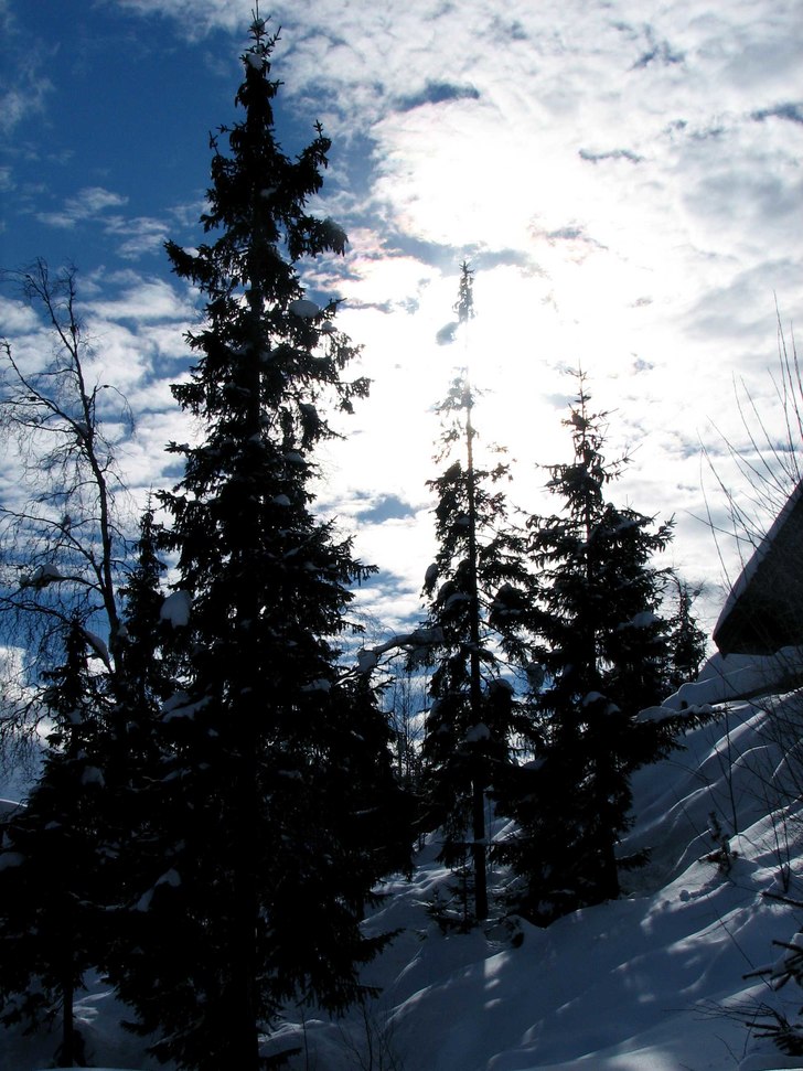 Foto: Oskar Karnblad. Åkare: ett träd....