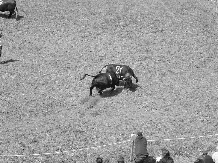 Ko figthing säsongen börjar lagom till att snön. Foto: Andreas Brihem. Åkare: Ko 1 & 21.