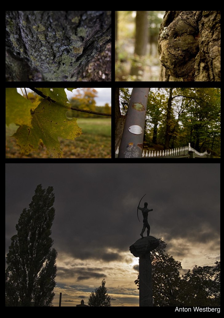 gick runt o plåtade lite höstbilder, svårt att . Foto: Anton Westberg.