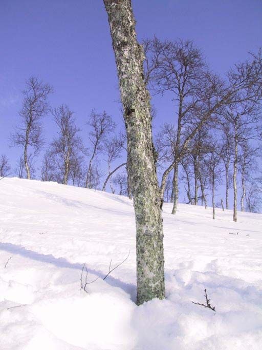 ja denna bild har en speciell historia. men efters. Foto: Jonas Björk.