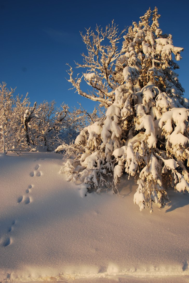 Beautiful snow!. Foto: Tor Erik Westvik.