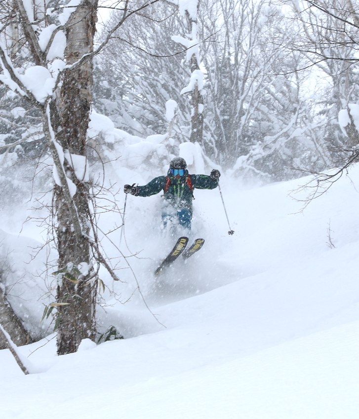 Puder i gles skog med austrliensiska guider.