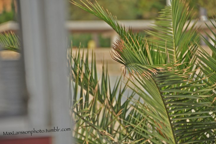 Tog med kameran till Spanien för några månader . Foto: Max Larsson (Jag).