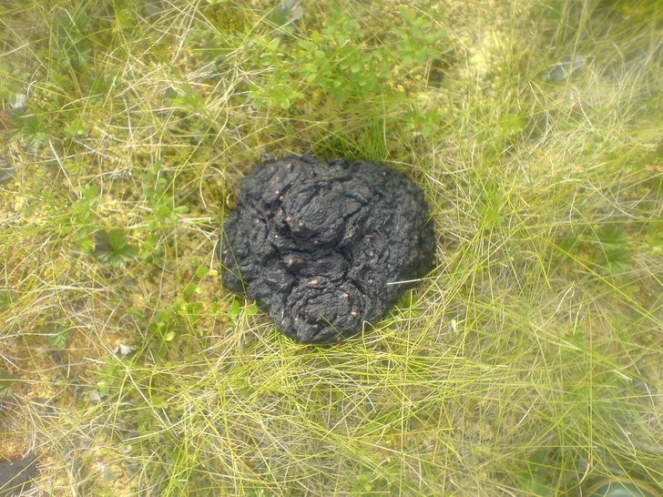 hård som sten, björn!. Foto: me myself. Åkare: björnen.