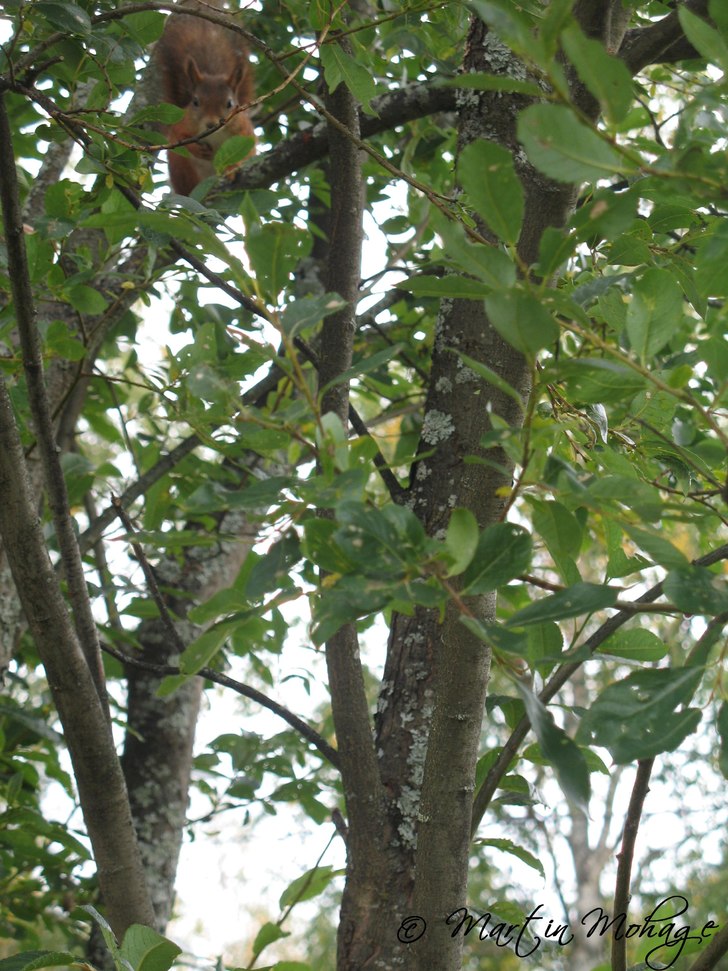 Foto: Martin. Åkare: Ekorren.