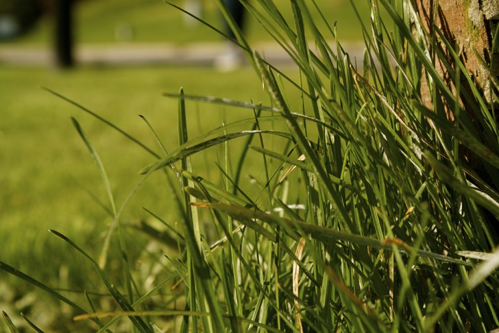 \\\"En gräslig morgon\\\" Testbild med . Foto: Samuel (MySelf).