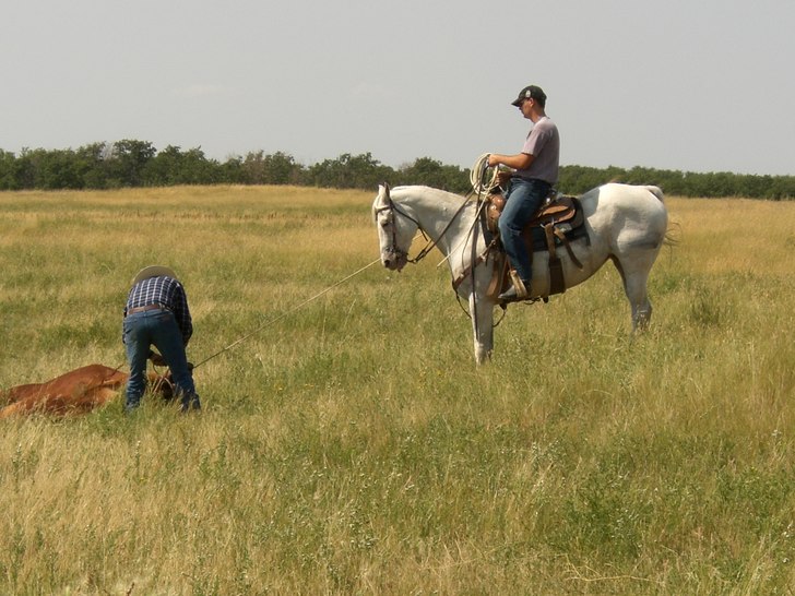 Cattledrive with the Cowboys. Foto: Katrin Baumgartner.