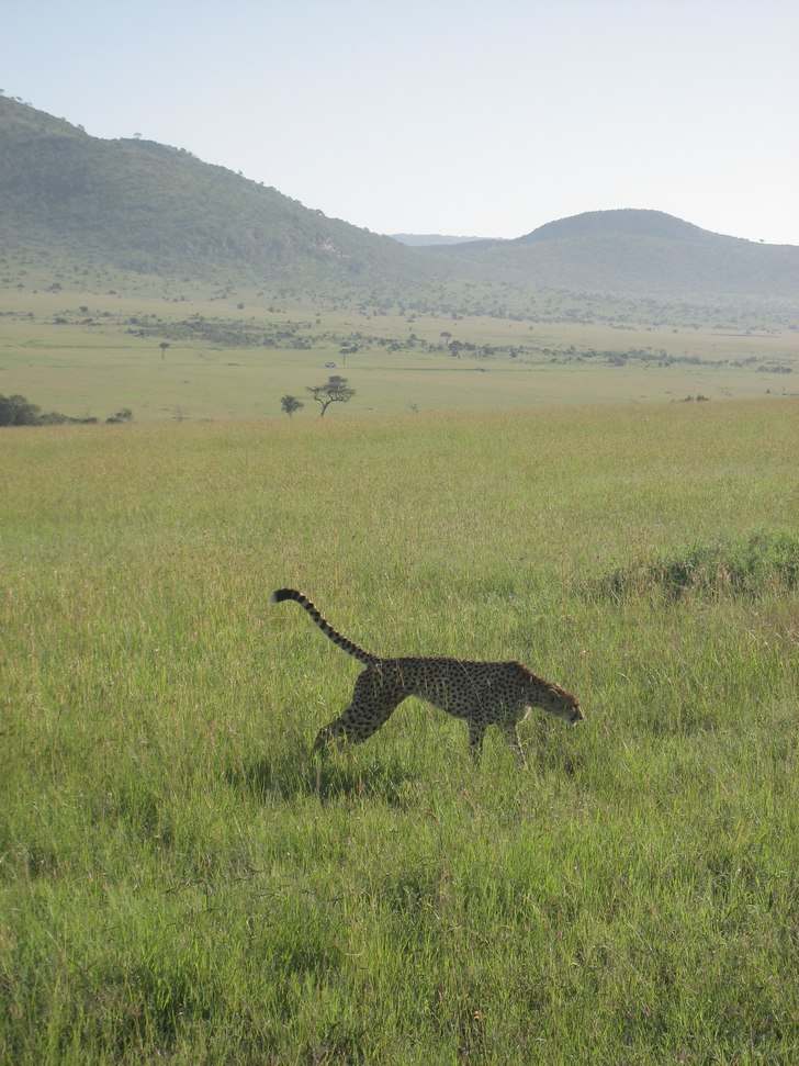 Foto: Jag. Åkare: Geparden.