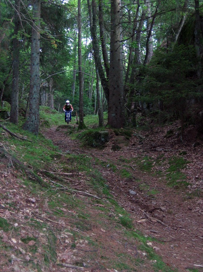 Det susar i skogen..... Foto: Viktor Thunell. Åkare: Butch.